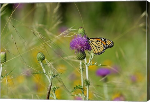 Framed Orange Butterfly On Purple Flower Bloom I Print