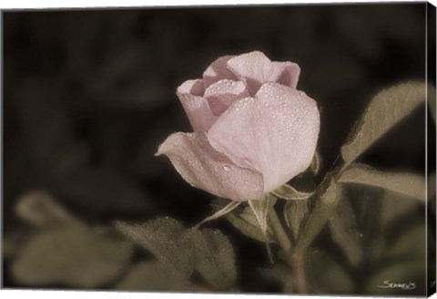 Framed Pink Flower Closeup II Print