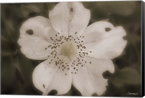 Framed Open White Flower Bloom Print