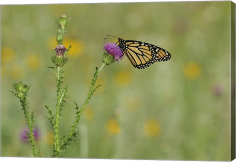 Framed Orange Butterfly On Purple Flower Bloom II Print