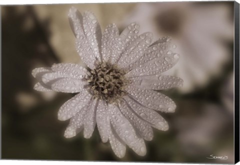 Framed White Flower With Raindrops Print
