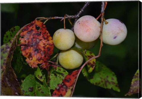 Framed Shades Of Nature Fruits Print