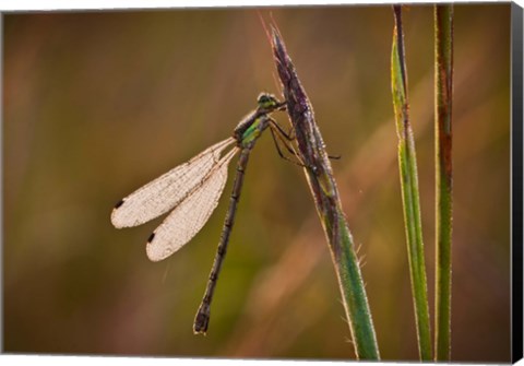 Framed Dragonfly On Green Stems Print