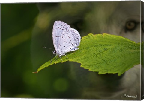 Framed Moth and Wolf Print