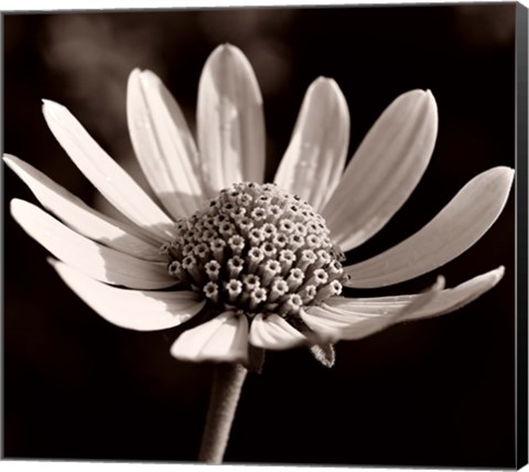 Framed Buffalo River Flower 13 Print