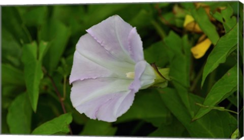 Framed Shades Of Nature Lavendar And White Flower III Print