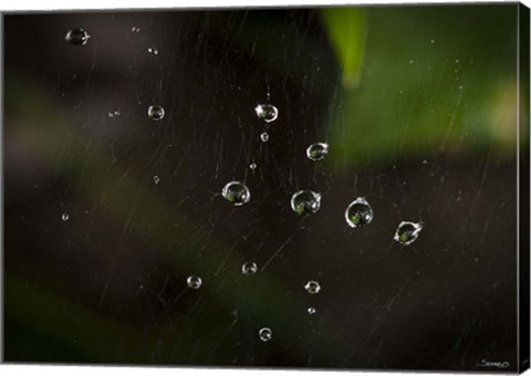 Framed Dew Drops On Web Print