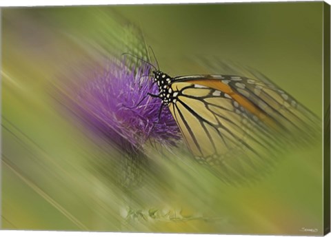 Framed Natural Motif V Print