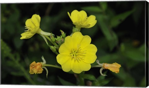 Framed Shades Of Nature Yellow Flower Cluster Print