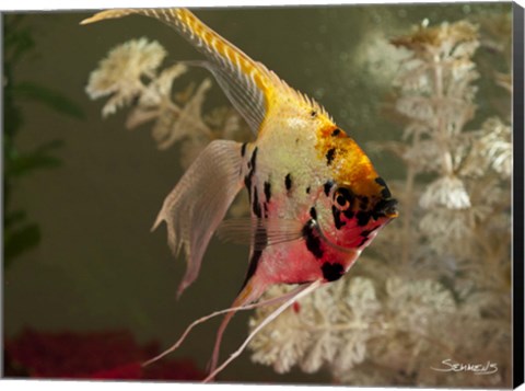 Framed Angel Fish XIV Print