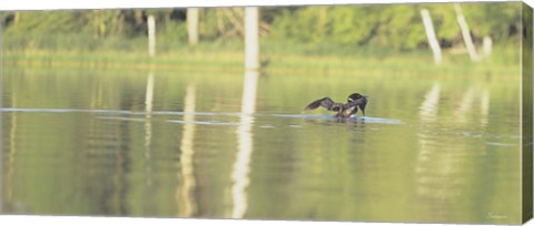 Framed Common Loon 8 Print