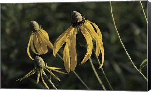 Framed Shades Of Nature Black And Yellow Flower Petals Print
