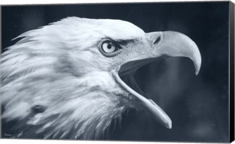 Framed Bald Eagle 4 Print
