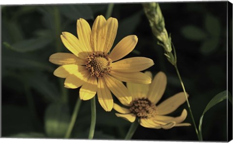 Framed Shades Of Nature Yellow Flowers On Green Print