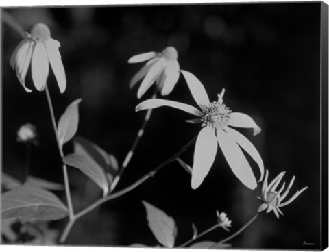Framed Wildflowers 10 Print