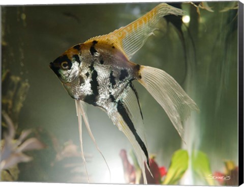 Framed Angel Fish XIII Print