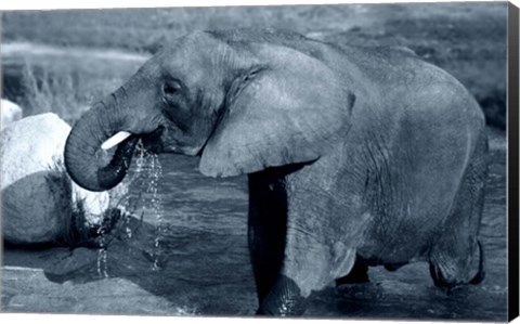Framed African Elephant Print
