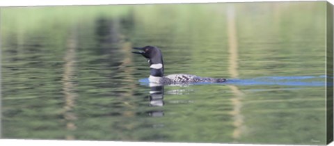 Framed Common Loon 6 Print