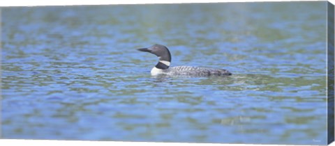 Framed Common Loon 7 Print