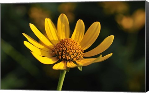 Framed Shades Of Nature Yellow Flower On Green Print