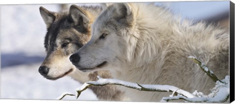 Framed Zoo Wolf 5 Print