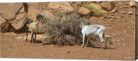 Framed Monument Valley Goats 17 Print