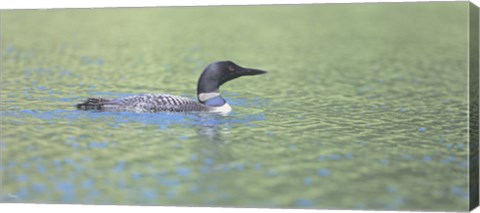 Framed Common Loon 4 Print
