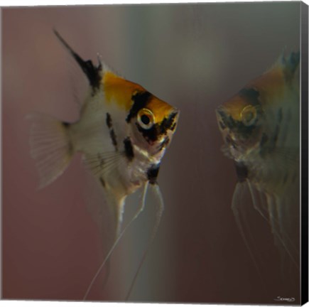 Framed Angel Fish VII Print