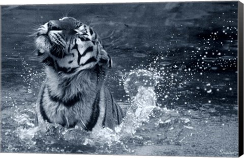 Framed Tiger Splash Print