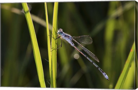 Framed Dragonfly And Light Green Grass Print