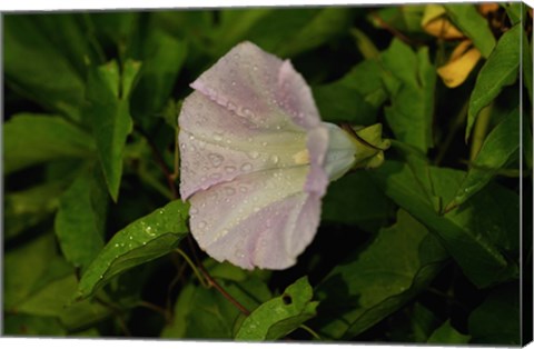 Framed Shades Of Nature Lavendar And White Flower II Print