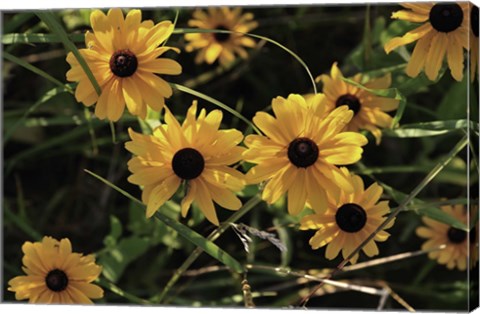 Framed Shades Of Nature Black And Yellow Flowers Print