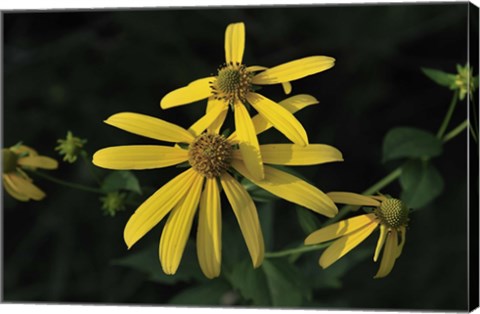 Framed Shades Of Nature Yellow Flowers Print