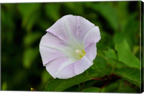 Framed Shades Of Nature Lavendar And White Flower I Print