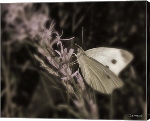 Framed Moth On Lavendar Wildflower Print