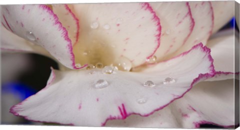 Framed Pink And White Carnation Closeup Print