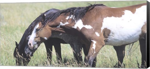 Framed Wild Horses 6 Print