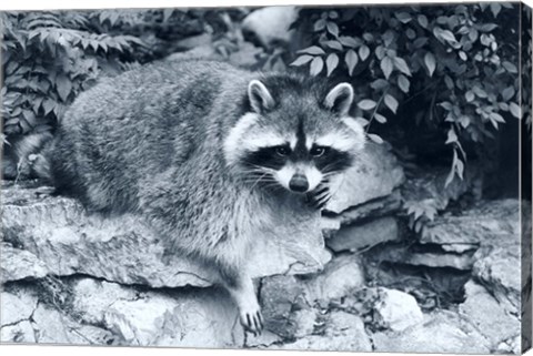 Framed Raccoon 2 Print