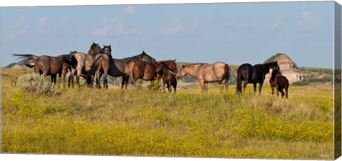 Framed Horses In Yellow Field Print
