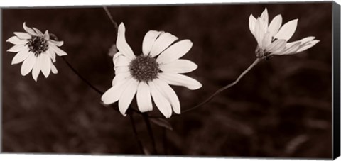 Framed Buffalo River Flowers II Print