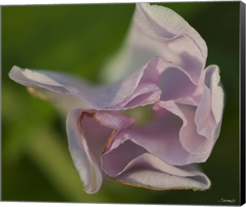 Framed Pink Flower Petals Print