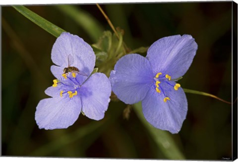 Framed Bee On Purple Wild Flowers Print