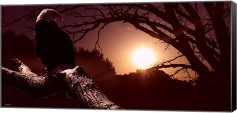 Framed Eagle Sunrise Print