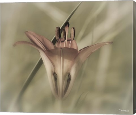 Framed Red Flower And Grass Blade Print