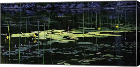 Framed Shades Of Nature Yellow Water Lillies Print