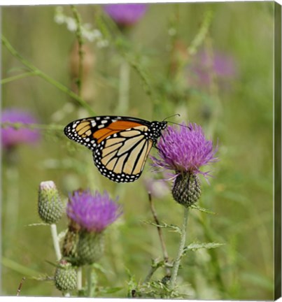 Framed Orange Butterfly On Purple Bloom Print