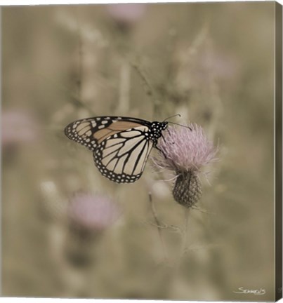 Framed Black And White Butterfly On Flower Closeup Print
