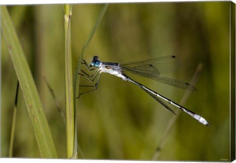 Framed Blue Dragonfly On Green Stem Print
