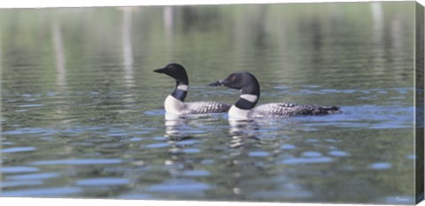Framed Common Loon 5 Print