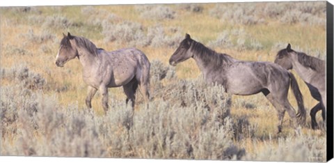 Framed Wild Horses 10 Print